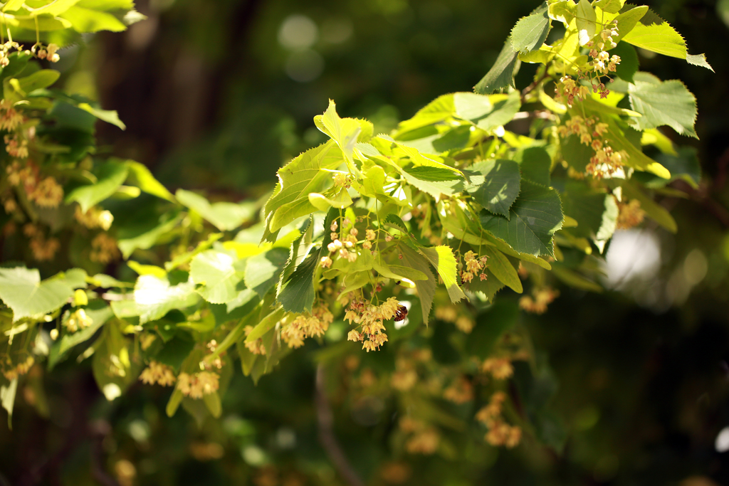 Arbustes à fleurs, à fruits, à bois et à feuillage décoratif