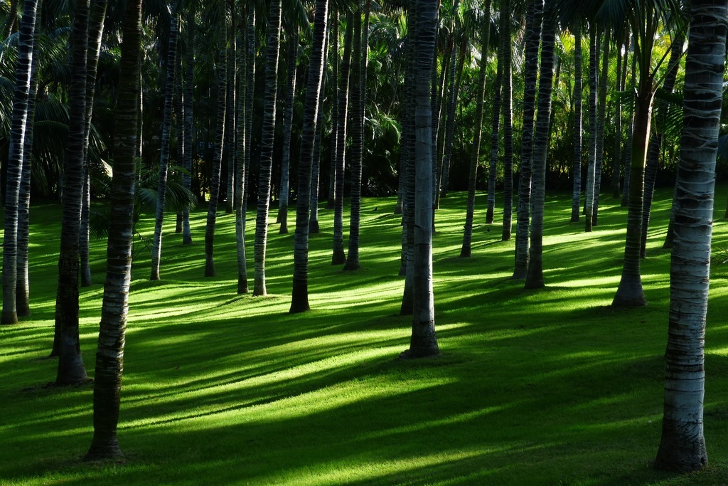 Arbres d'ombrage et d'alignement