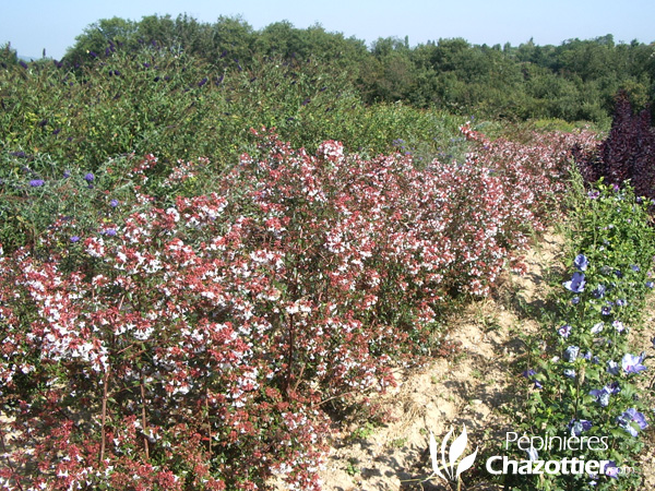 Abelia Grandiflora