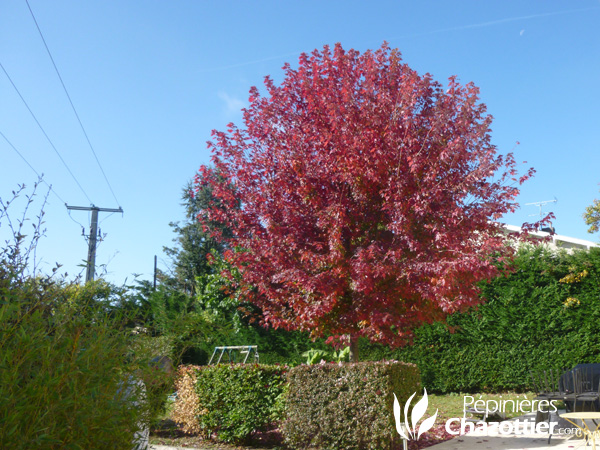 Acer Freemanii Autumn Blazz