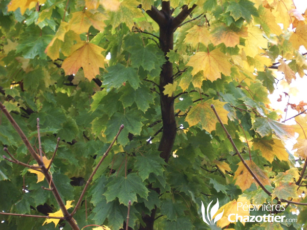 Acer Platanoïdes