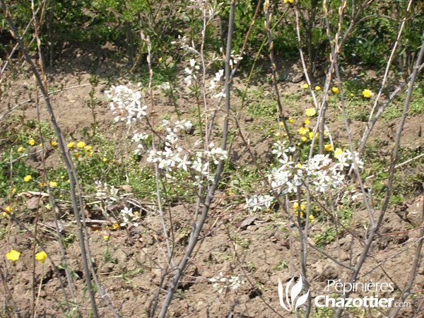 Amelanchier Canadiensis