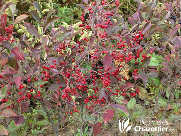 Aronia Arbutifolia Brillant