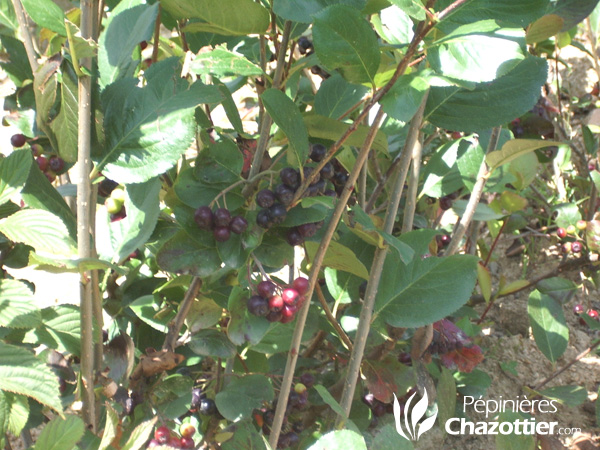 Aronia Melanocarpa