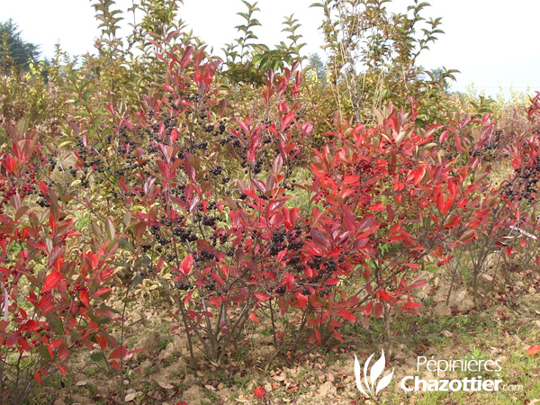 Aronia Melanocarpa