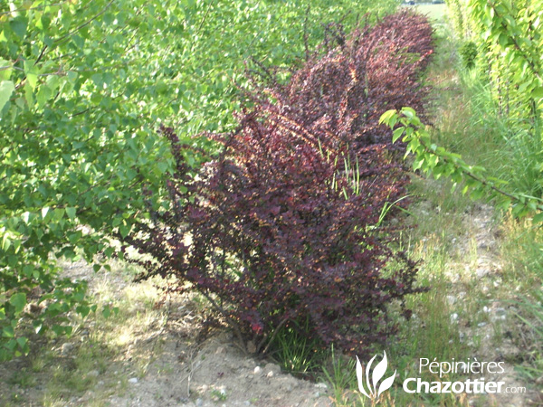 Berberis Thunbergii Atropurpurea