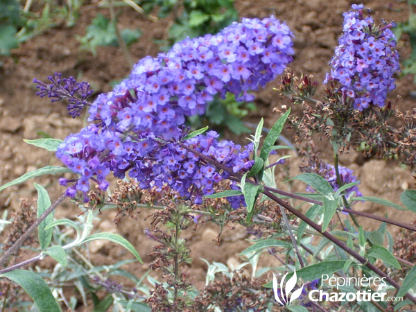 Buddleya Davidii