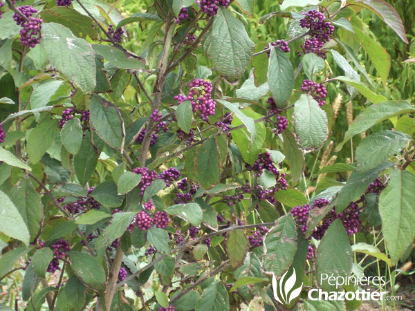 Callicarpa Bodinieri Profusion