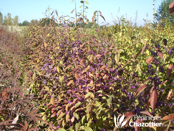 Callicarpa Bodinieri Profusion