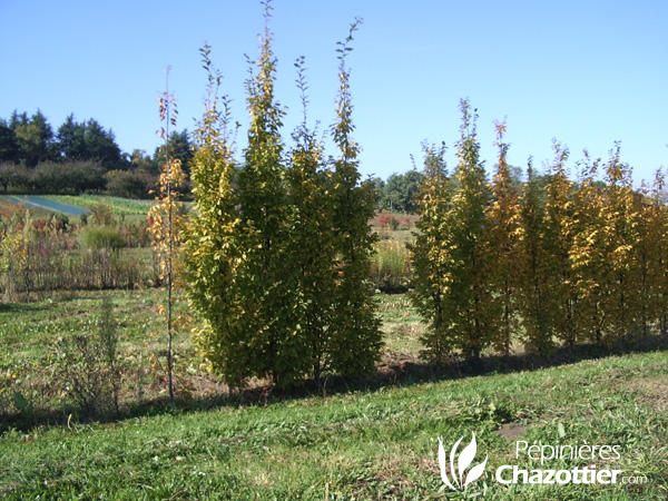 Carpinus Bétulus Pyramidalis (Charme Pyramidal)