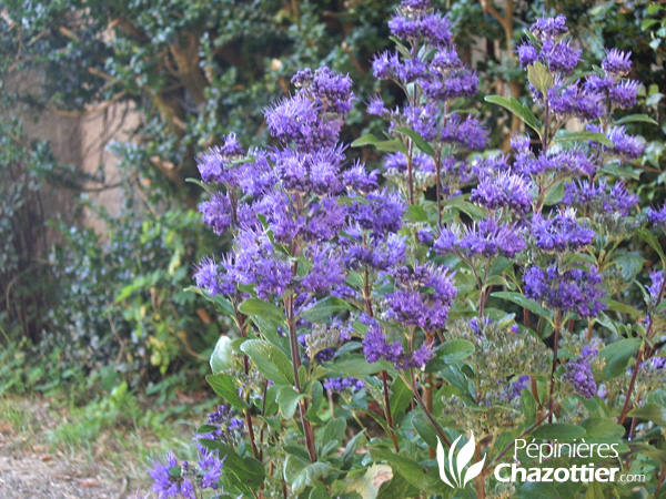 Caryopteris Grand Bleu