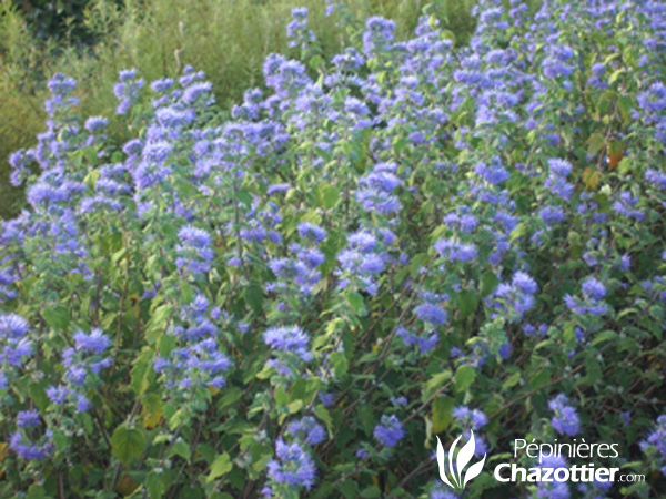 Caryopteris Kew Blue