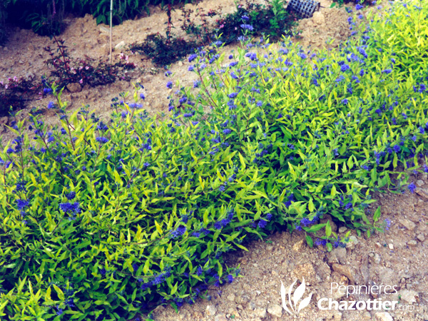 Caryopteris Worcester Gold