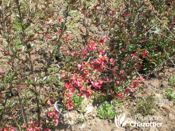 Chaenomeles Japonica