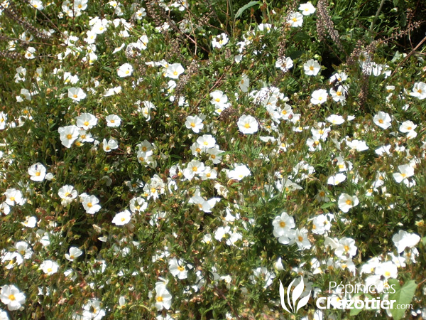 Cistus Corbariensis