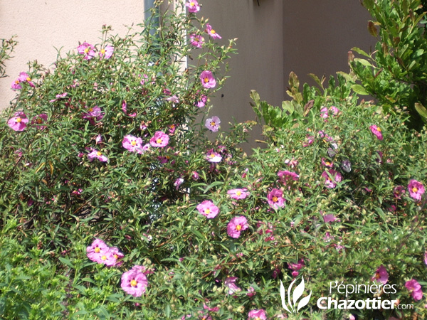 Cistus Purpureus