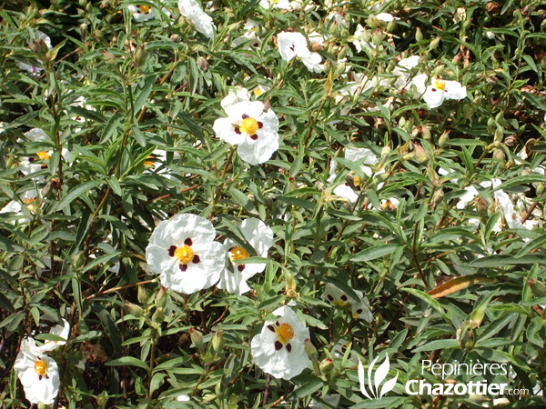 Cistus Purpureus Alan Frad