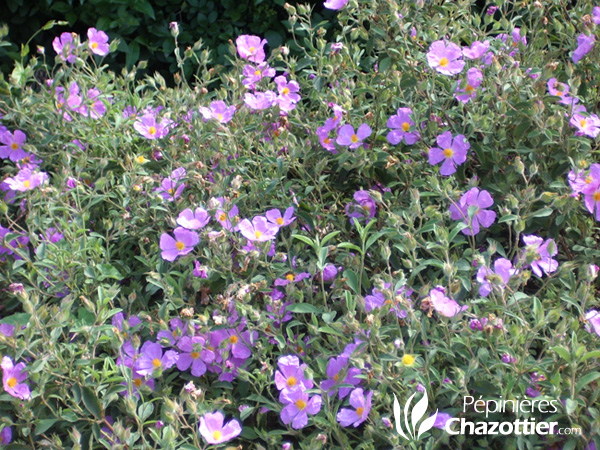 Cistus Violette