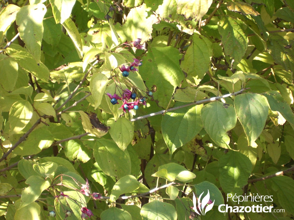 Clerodendron Trichotomum