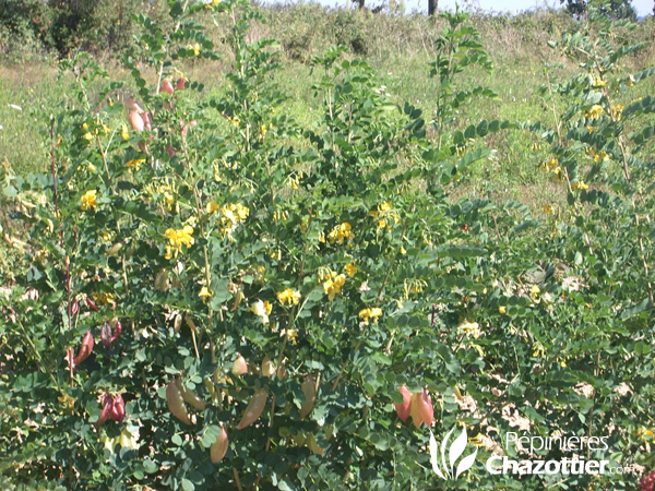 Colutea Arborescens