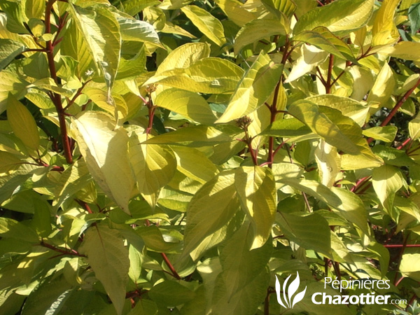 Cornus Alba Aurea