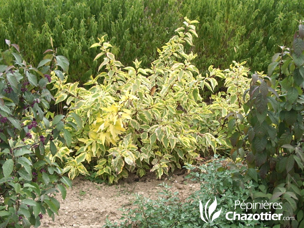 Cornus Alba Gouchaultii