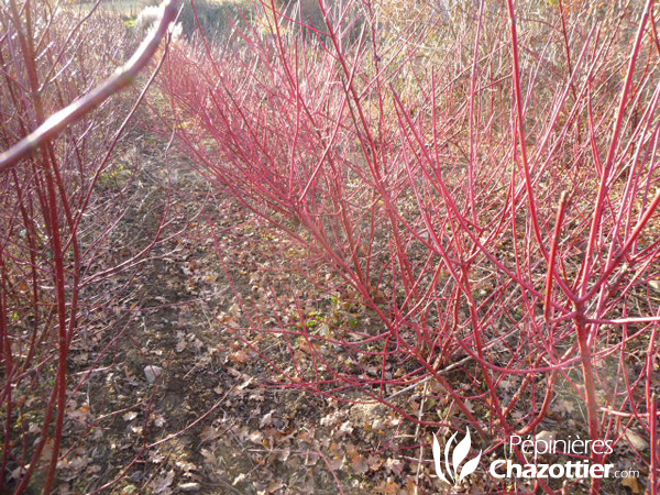 Cornus Alba Sibirica