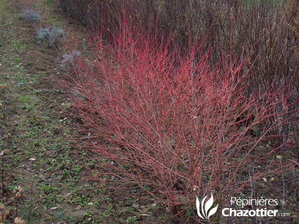 Cornus Sanguinea Mindwinterfire