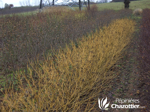 Cornus Stolonifera Flavimarea