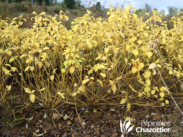 Cornus Stolonifera Flavimarea