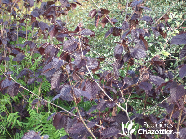 Corylus Maxima Purpurea