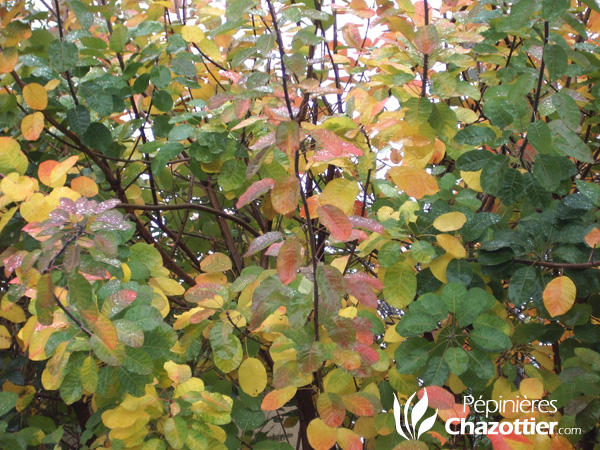 Cotinus Coggygria