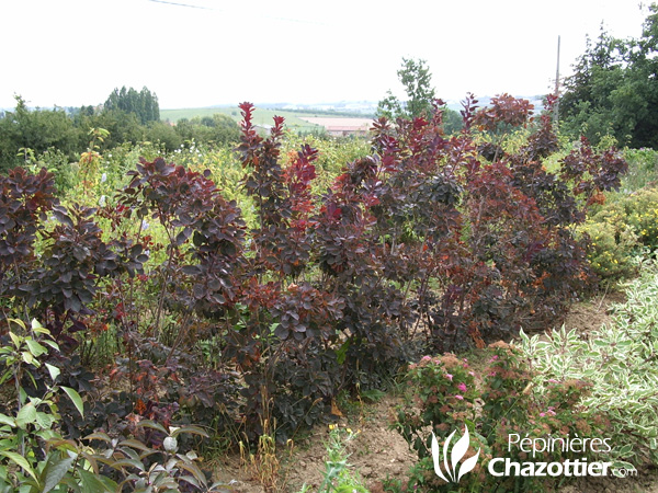 Cotinus Coggygria Purpurea