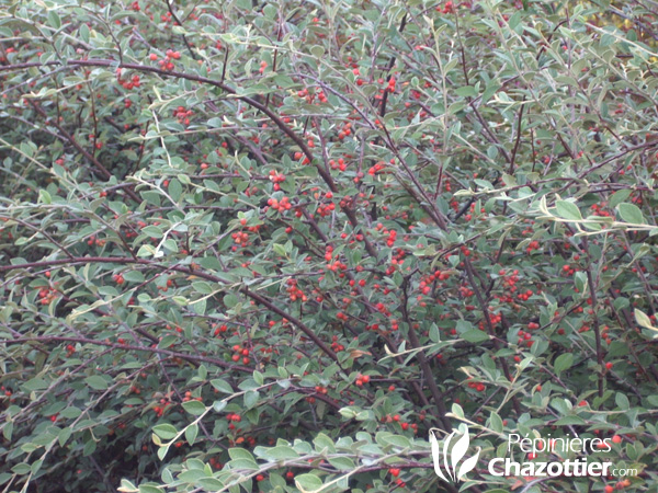 Cotoneaster Franchetti