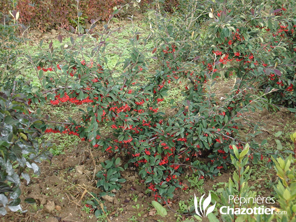 Cotoneaster Lactea