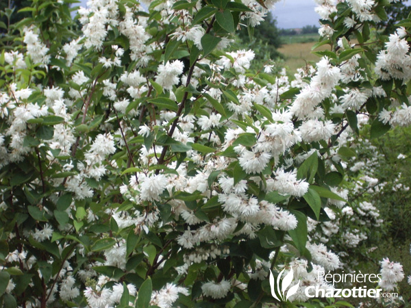 Deutzia