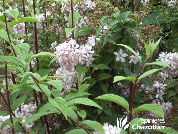 Deutzia