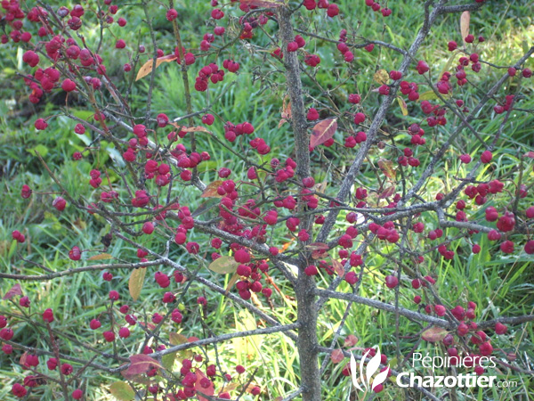 Cornus Alba Elegantissima