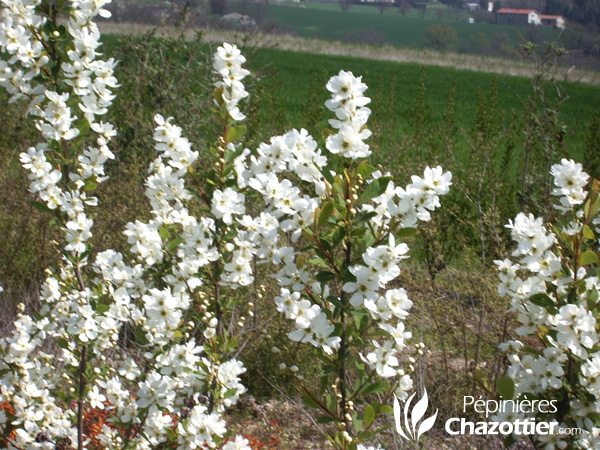 Exochorda Racemosa