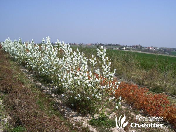 Exochorda Racemosa