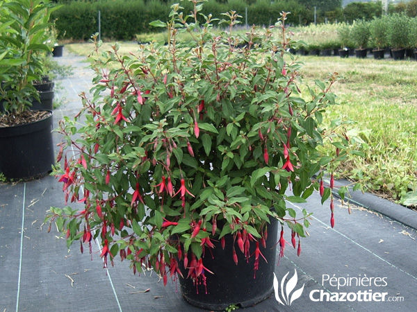 Fuschia Riccartonii