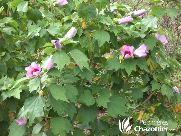 Hibiscus Sino Syriacus (Althéa)