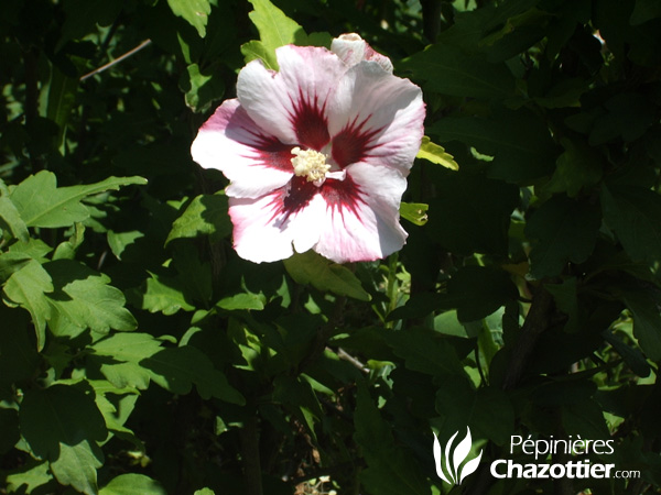 Hibiscus Syriacus (Althéa)