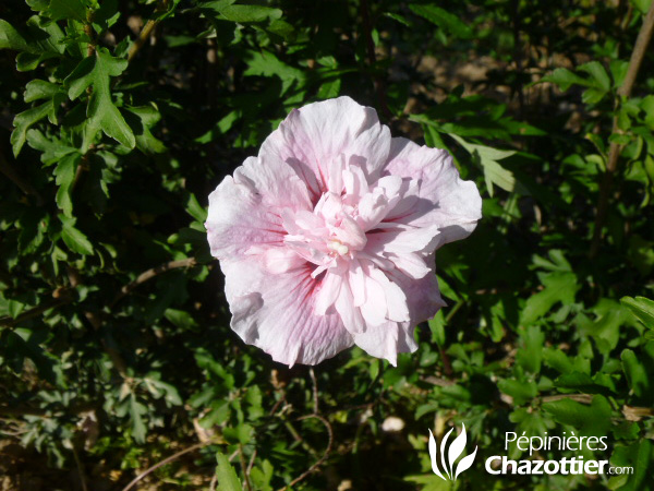 Hibiscus Syriacus