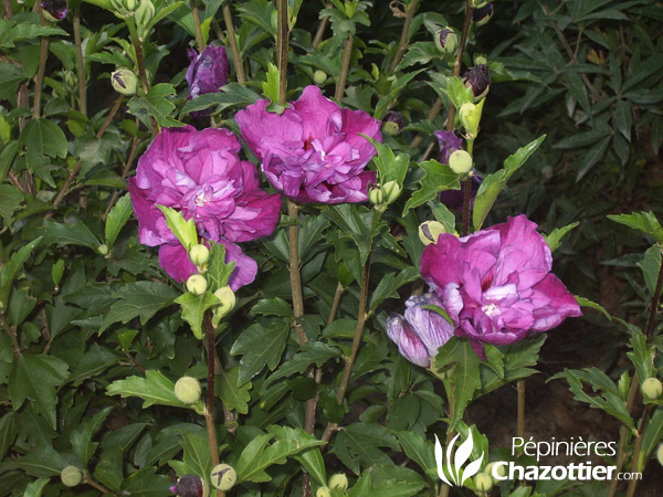 Hibiscus Syriacus