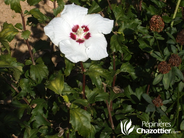 Hibiscus Syriacus