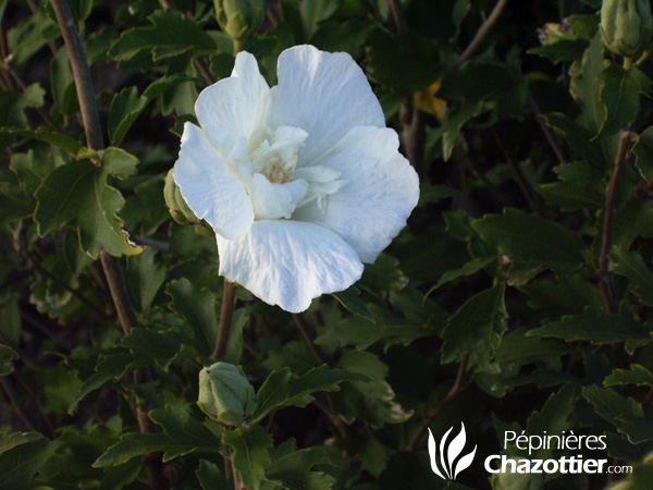 Hibiscus Syriacus