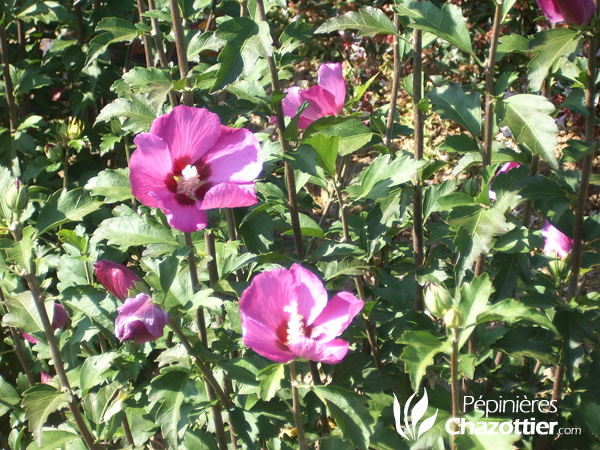 Hibiscus Syriacus