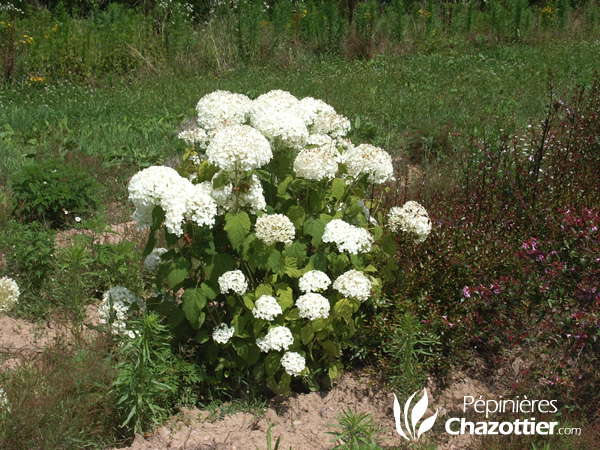 Hydrangea Arborescens Annabelle