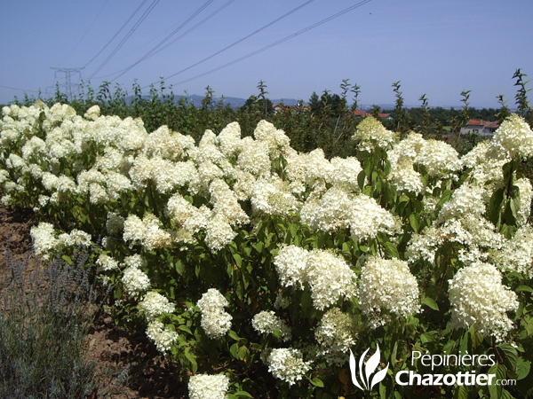 Hydrangea Paniculata Unique